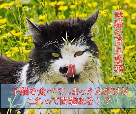 2015_06_19_母猫-子猫を食べる-育児放棄