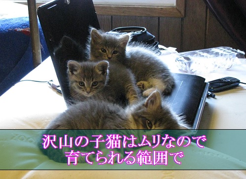 2015_06_19_子猫が多いと育てられる範囲に数を減らす