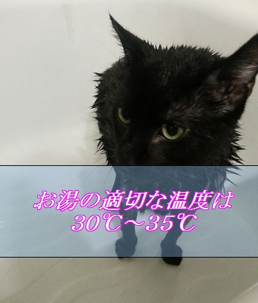 猫お風呂のお湯の適切な温度は３０度から３５度