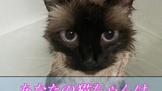 猫はお風呂に入るのが好き？嫌い？