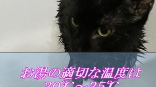 猫お風呂のお湯の適切な温度は３０度から３５度