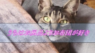 猫にお風呂は必要ない