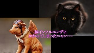 猫-豚インフルエンザにかかる