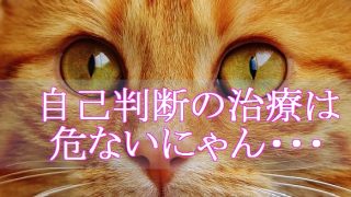 猫-風邪-自己判断による治療は危険