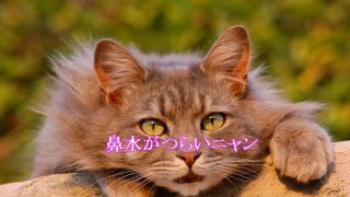 猫-鼻水-つらい