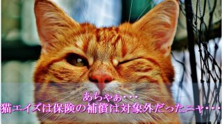 猫エイズ-保険-対象外