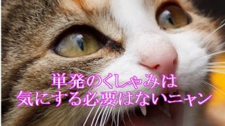 猫-単発のくしゃみ-気にする必要はない