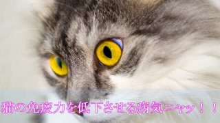 猫エイズとは