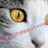猫-認知症に効くサプリメント-フェルガード