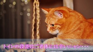 猫-トイレ以外で排泄-トイレの段差が辛い