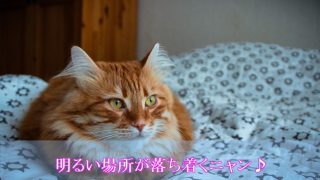 猫-認知症-夜鳴き-明るい場所と音