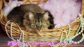 猫-老猫ホームはどんなところ？