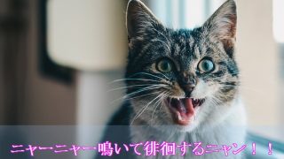 猫-認知症-症状-夜中に鳴く