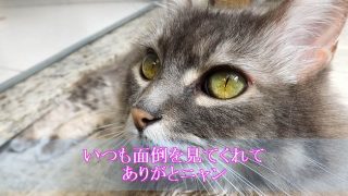 猫-認知症-介護疲れ-飼い主に感謝