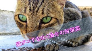 猫-エサ-吐く-対策