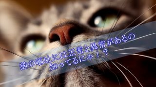 猫-嘔吐-正常と異常