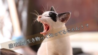 猫-嘔吐-吐く