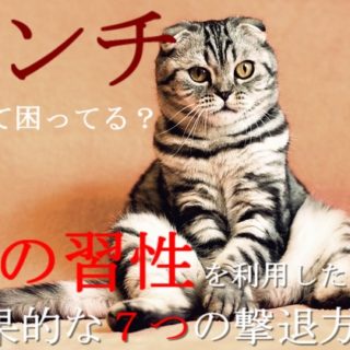 1-野良猫の効果的な7つの撃退方法