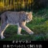 オオヤマネコー日本ーペットとして飼う方法