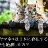 オオヤマネコー日本ー絶滅ー動物園