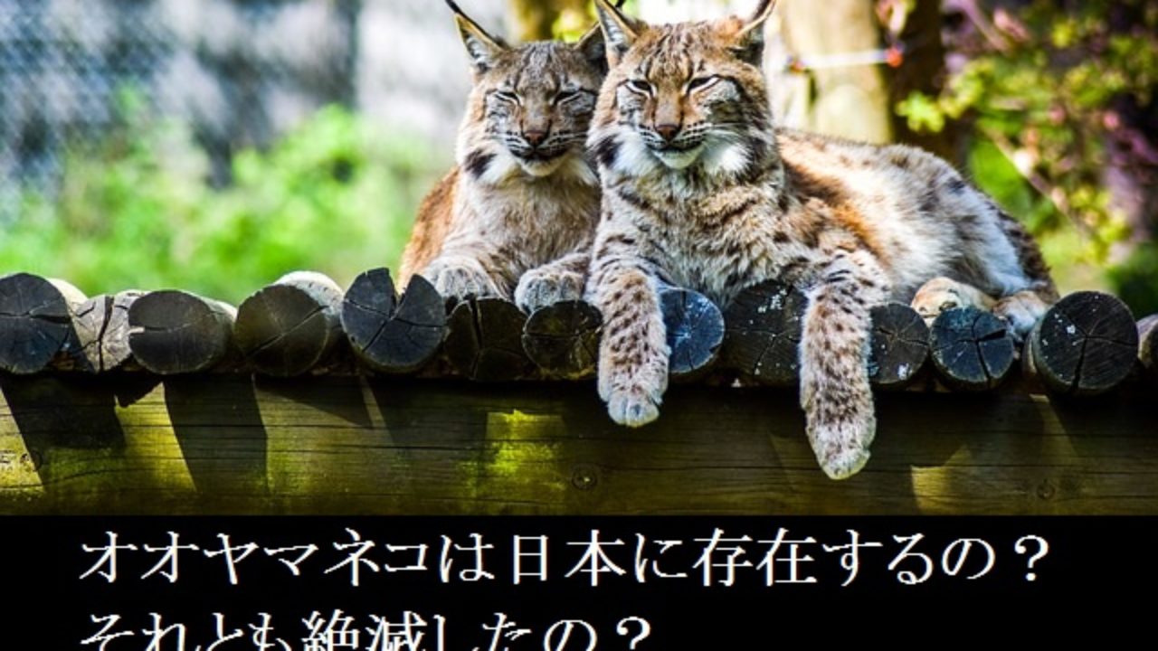 オオヤマネコは日本に存在するの それとも絶滅したの ねこにゅう