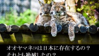 オオヤマネコー日本ー絶滅ー動物園