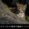 オオヤマネコー値段ー価格