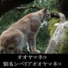 オオヤマネコー別名シベリアオオヤマネコ