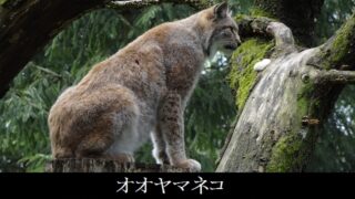 オオヤマネコー別名シベリアオオヤマネコ