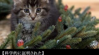 猫がクリスマスツリーを食べたり登って破壊したりするのを止めさせる為の５つの対策案