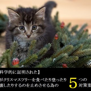 猫がクリスマスツリーを食べたり登って破壊したりするのを止めさせる為の5つの対策案