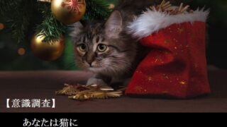 【意識調査】あなた猫にクリスマスプレゼントをあげますか？どのような物を贈りましたか？