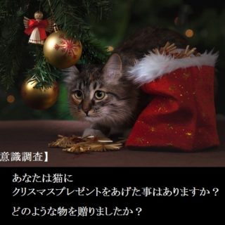 【意識調査】あなた猫にクリスマスプレゼントをあげますか?どのような物を贈りましたか?