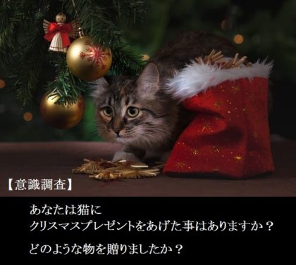 【意識調査】あなた猫にクリスマスプレゼントをあげますか？どのような物を贈りましたか？