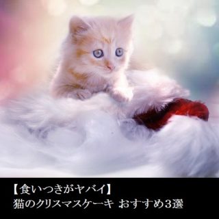 【食いつきがヤバイ】猫のクリスマスケーキ おすすめ3選