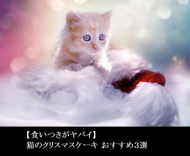 【食いつきがヤバイ】猫のクリスマスケーキ おすすめ３選