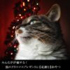 みんなが評価する！猫のクリスマスプレゼントに【最適な】おやつ