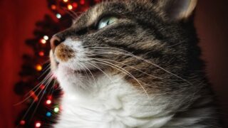 みんなが評価する！猫のクリスマスプレゼントに【最適な】おやつ