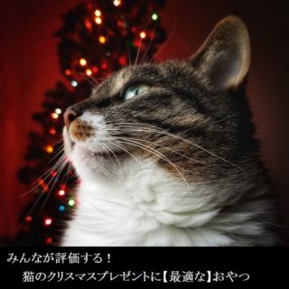 みんなが評価する!猫のクリスマスプレゼントに【最適な】おやつ